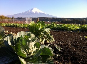 冬のキャベツと富士